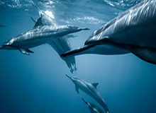 十大体育网站推荐：让你轻松掌握体育资讯与赛事动态